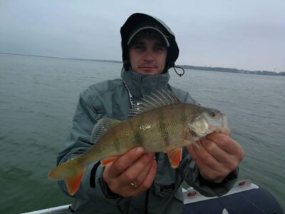 Eurasian perch