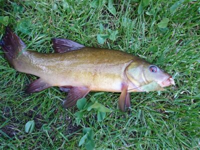 Tench
