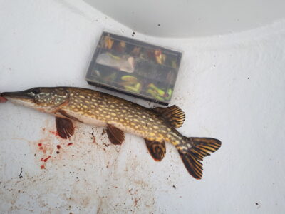 Northern Pike