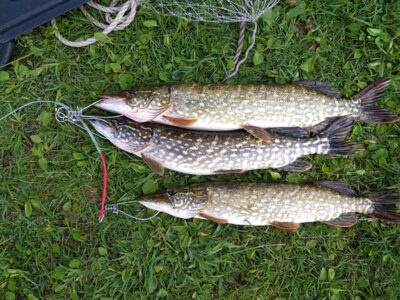 Northern Pike ×3 — Arinas