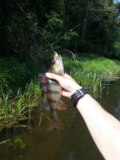 Eurasian perch