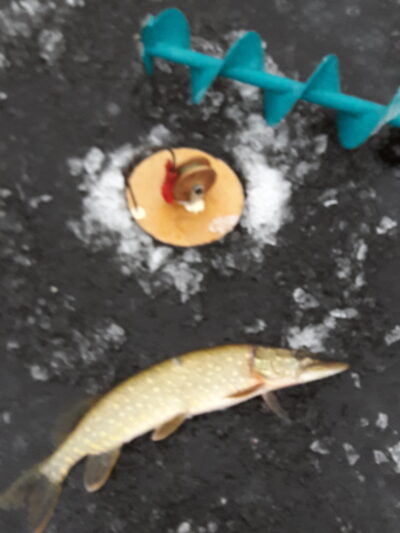 Northern Pike ×3 — Aunuvėnų