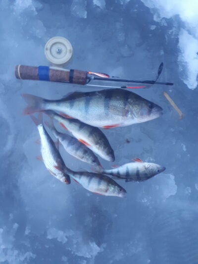 Eurasian perch
