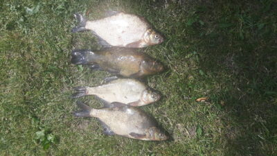 Carp bream