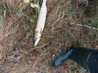 Northern Pike
