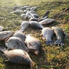 Prussian carp ×22 — Vembūtų