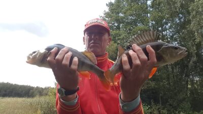 Eurasian perch ×2