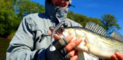 Pike perch