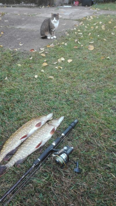Northern Pike ×2 — Kiaunas