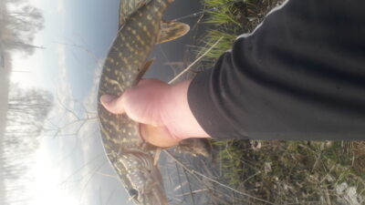 Northern Pike — Raganių