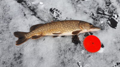 Northern Pike, 3.1 kg