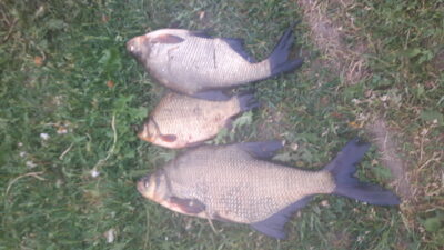 Carp bream