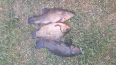Tench