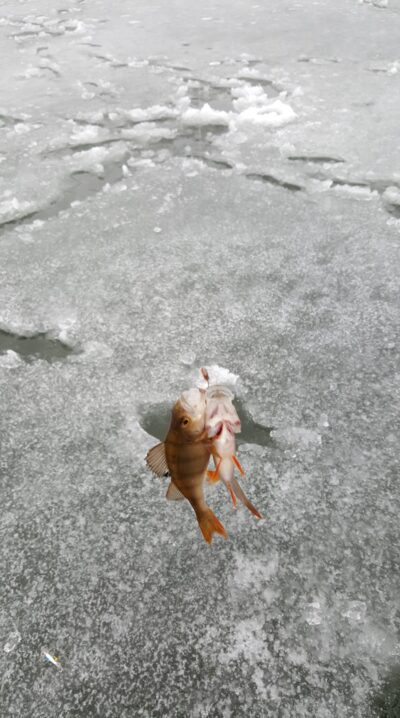Eurasian perch
