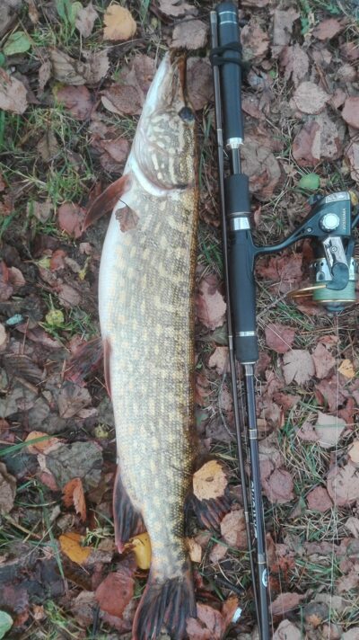 Northern Pike, 1.5 kg — Kiaunas