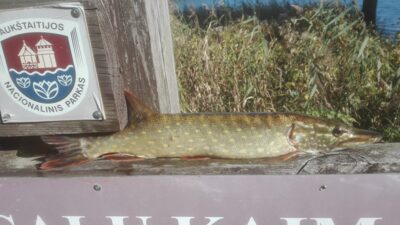 Northern Pike, 0.9 kg — Linkmenas