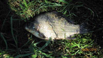 Prussian carp, 0.4 kg