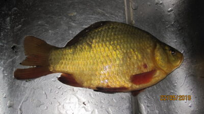 Crucian carp, 0.4 kg