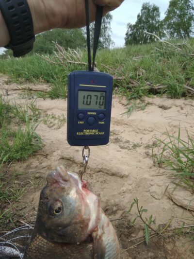 Carp bream, 1.0 kg — Neman River