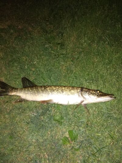 Northern Pike — Apaščia