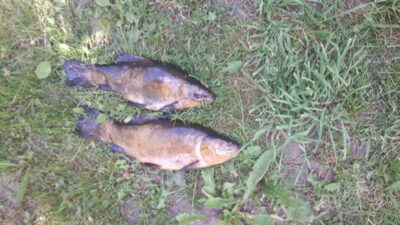 Tench