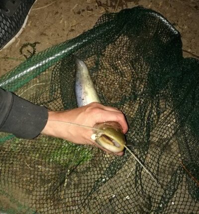Wels catfish — Spindžius