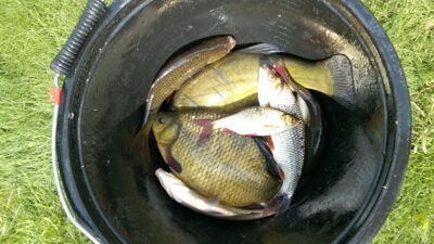 Tench