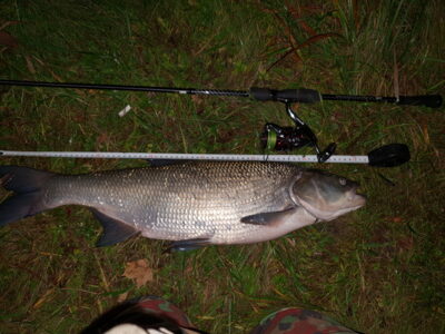 Asp, 3.4 kg