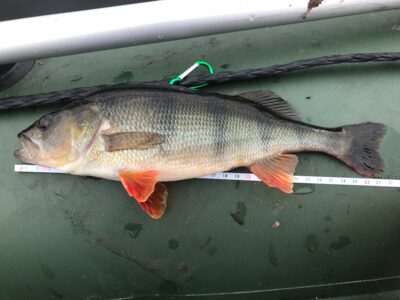 Eurasian perch, 0.4 kg