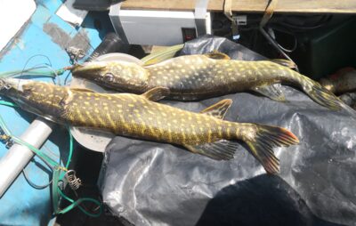 Northern Pike ×2
