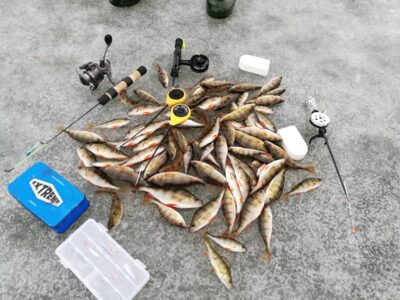 Eurasian perch