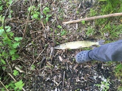 Northern Pike, 1.0 kg — Rubikių