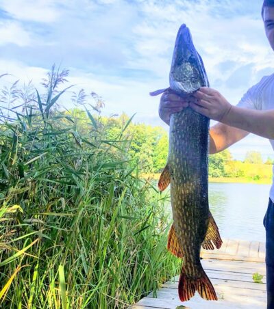 Northern Pike, 5.3 kg