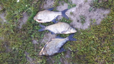 Carp bream