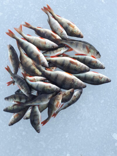 Eurasian perch ×35 — Paštys