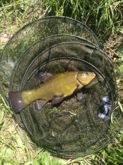 Tench, 0.8 kg — Marijampolės I-asis