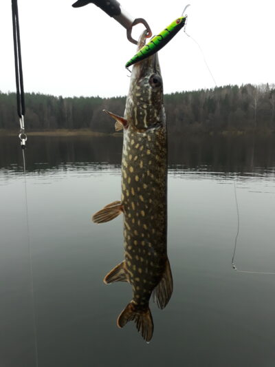 Northern Pike