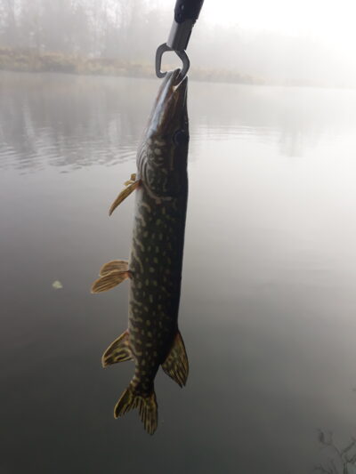 Northern Pike — Šventoji