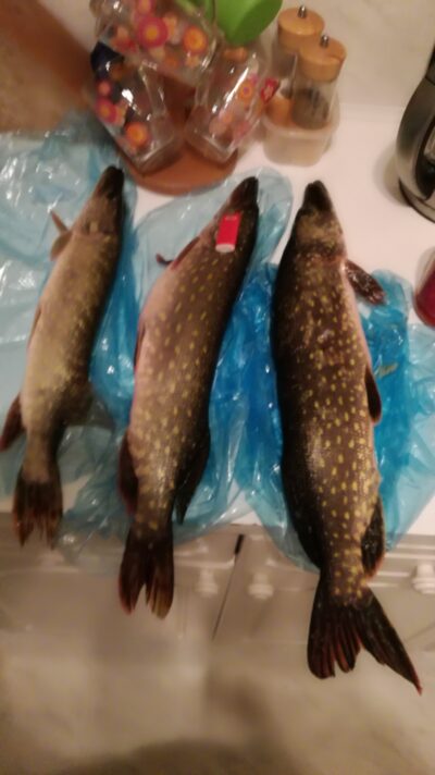 Northern Pike ×3