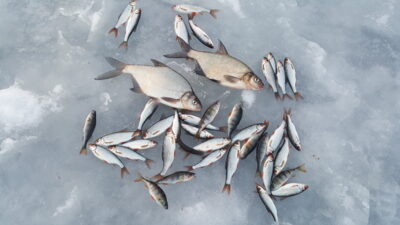 Carp bream ×2 — Verniejus