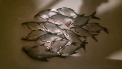 Carp bream