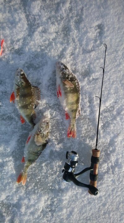 Eurasian perch ×3 — Elmininkų