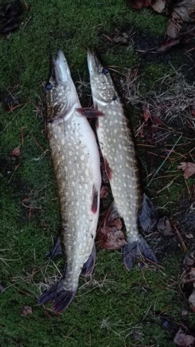 Northern Pike ×2 — Aisetas