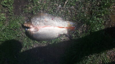 Carp