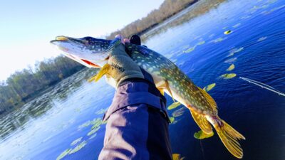 Northern Pike, 1.1 kg — Kapstatas