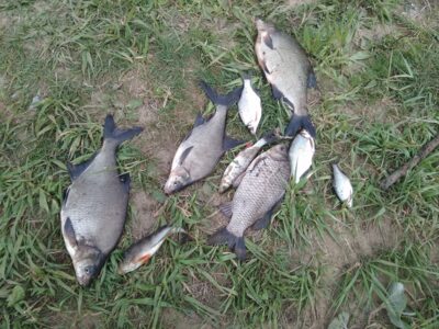 Carp bream ×3 — Neman River