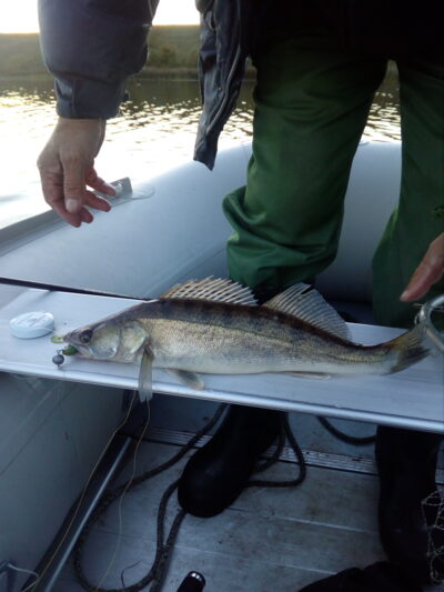 Pike perch