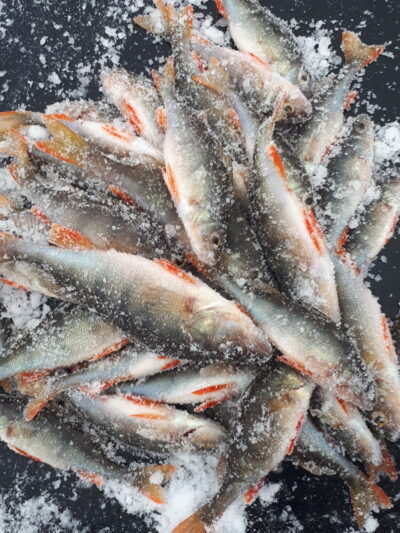 Eurasian perch ×40