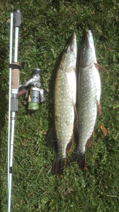 Northern Pike ×2 — Pakalas
