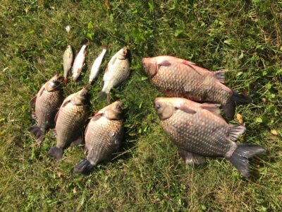 Prussian carp